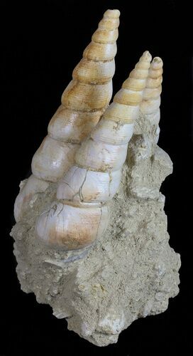 Fossil Gastropod (Haustator) Cluster - Damery, France #56391